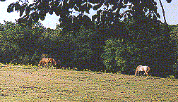 Near Bestwood Lodge Hotel