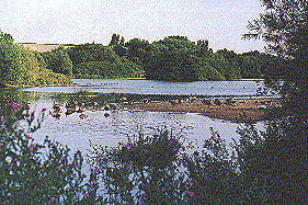 Mill Lakes exposed mud