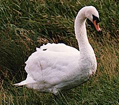 Mute Swan